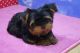 YORK YORKI YORKA YORKSHIRE 888 333 433 SZCZENIAKI
