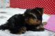 YORK YORKI YORKA YORKSHIRE 888 333 433 SZCZENIAKI