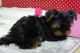 YORK YORKI YORKA YORKSHIRE 888 333 433 SZCZENIAKI