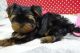 YORK YORKI YORKA YORKSHIRE 888 333 433 SZCZENIAKI