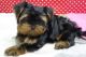 YORK YORKI YORKA YORKSHIRE 888 333 433 SZCZENIAKI