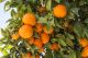 HISZPANIA > COSTA BLANCA, TO CALIFORNIA EUROPY…