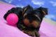 YORK YORKI YORKA YORKSHIRE 888 333 433 SZCZENIAKI